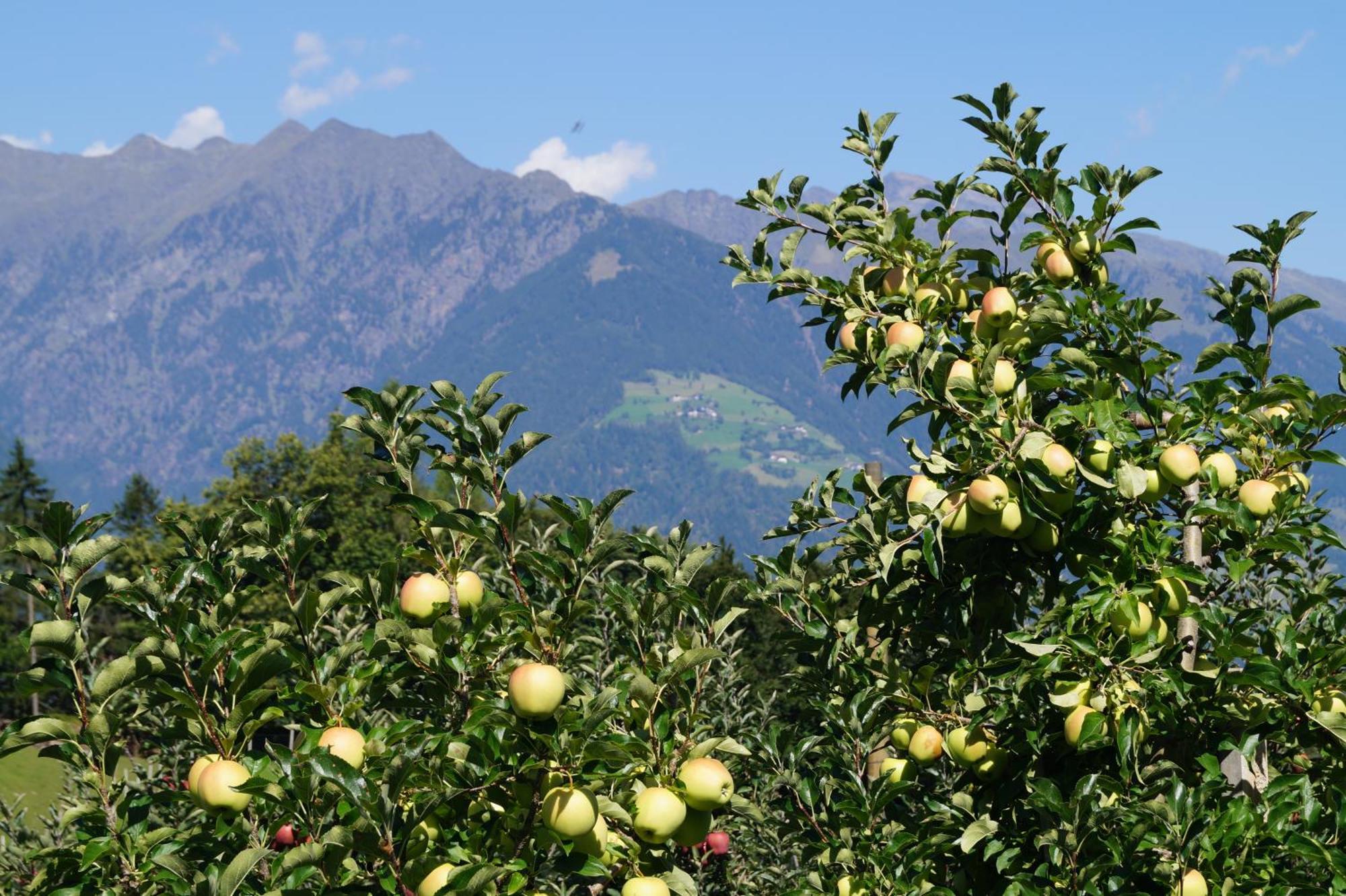Grumserhof Appartamento